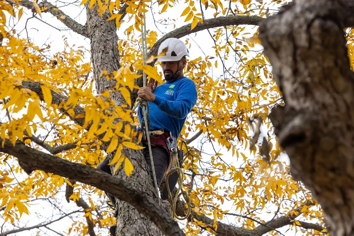 Skilled Tree Trimming crew working in French Lick
